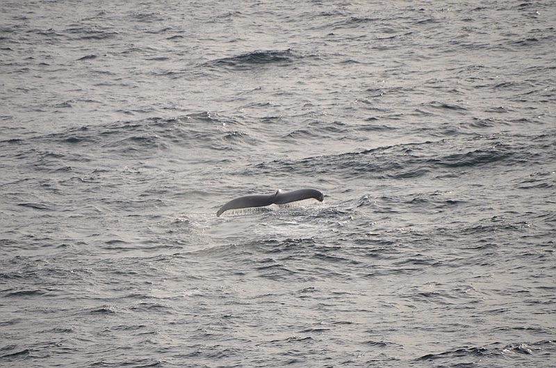 109_Antarctica_Peninsula_Gerlache_Strait_Humpback_Whale.JPG