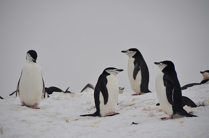 219_Antarctica_Peninsula_Robert_Island_Zuegelpinguin.JPG