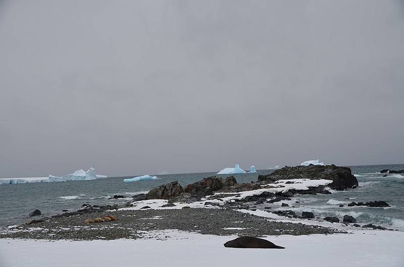 225_Antarctica_Peninsula_Robert_Island.JPG