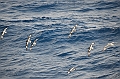 006_Antarctica_Peninsula