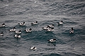 196_Antarctica_Peninsula