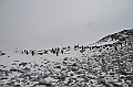 222_Antarctica_Peninsula_Robert_Island