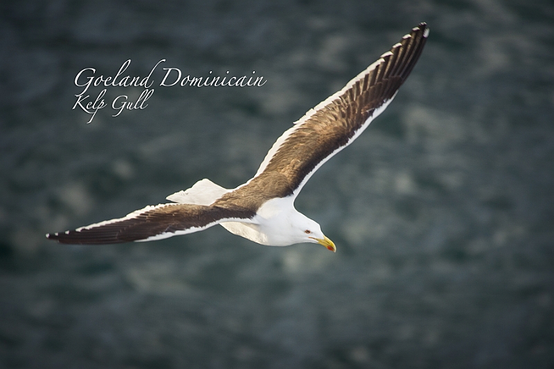 003_Best_of_Antarctica_Ponant.jpg