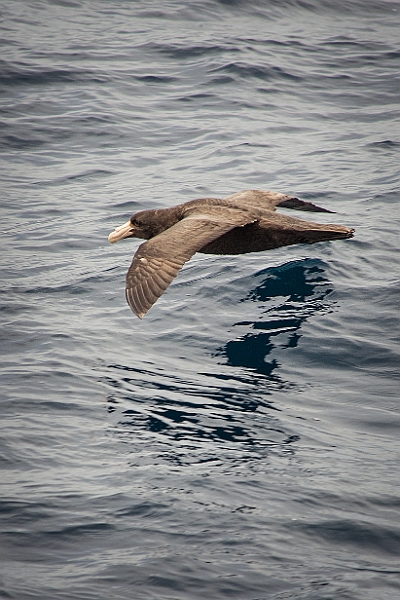 007_Best_of_Antarctica_Ponant.jpg