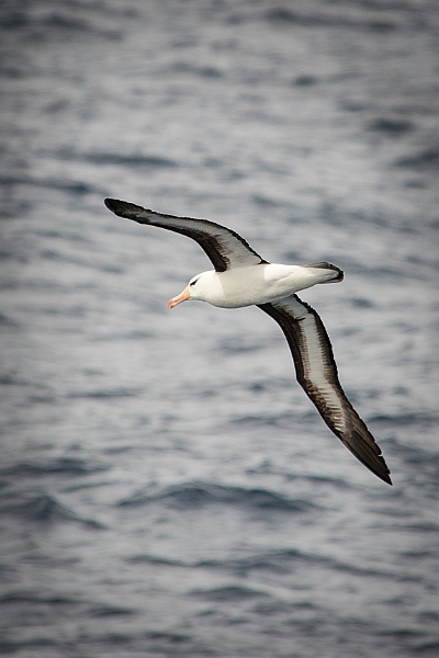 009_Best_of_Antarctica_Ponant.jpg