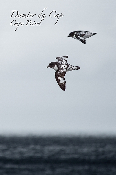 015_Best_of_Antarctica_Ponant.jpg