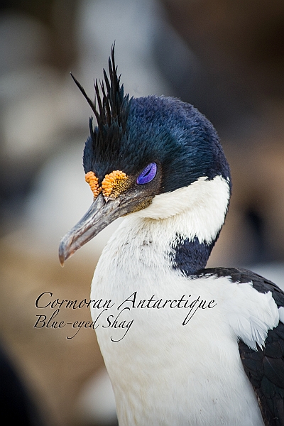 030_Best_of_Antarctica_Ponant.jpg