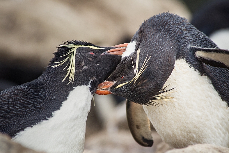 039_Best_of_Antarctica_Ponant.jpg