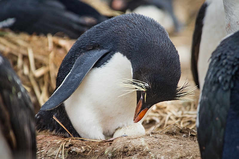 049_Best_of_Antarctica_Ponant.jpg