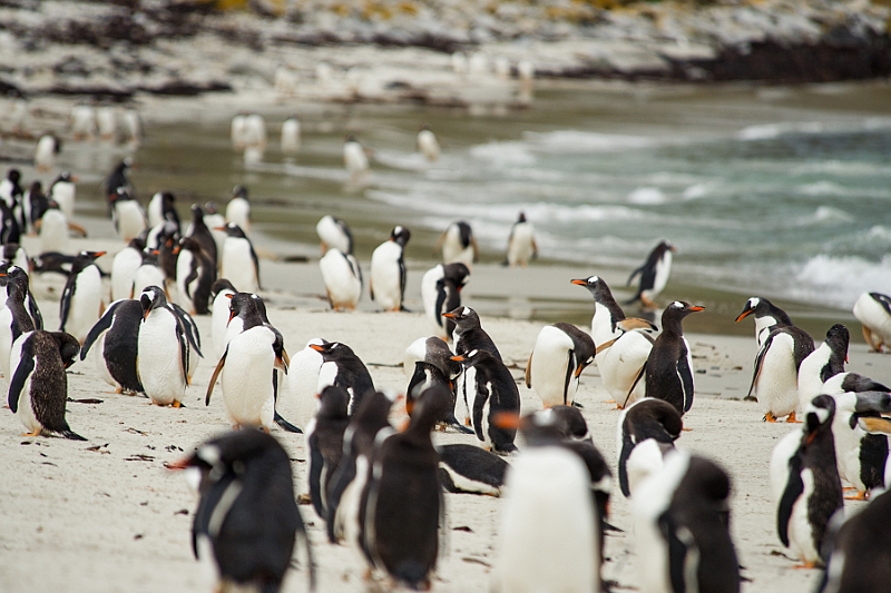 064_Best_of_Antarctica_Ponant.jpg