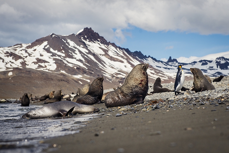 080_Best_of_Antarctica_Ponant.jpg