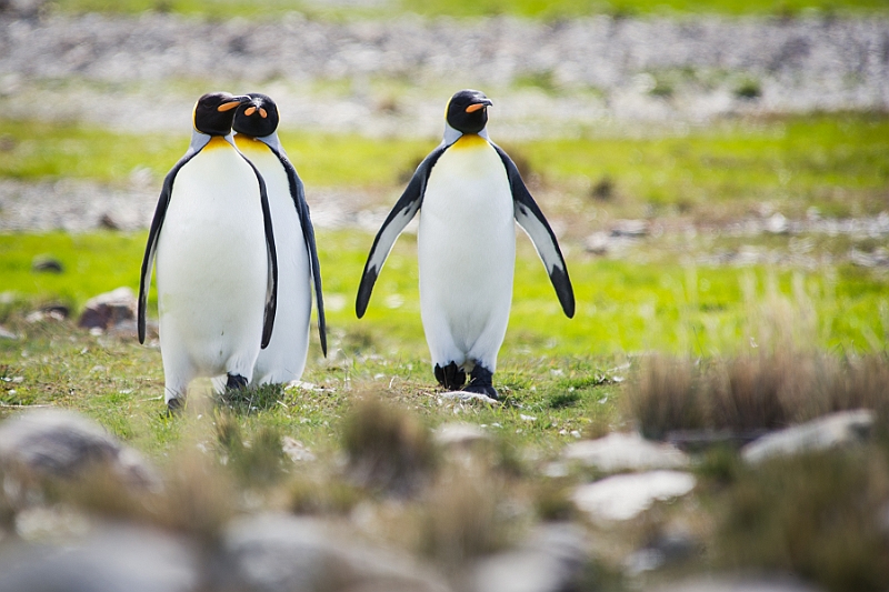 100_Best_of_Antarctica_Ponant.jpg