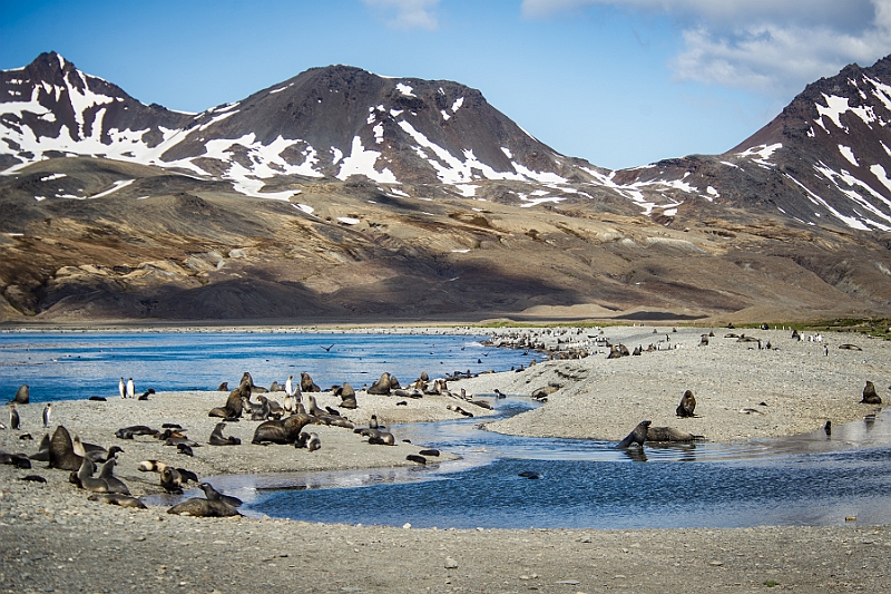 104_Best_of_Antarctica_Ponant.jpg