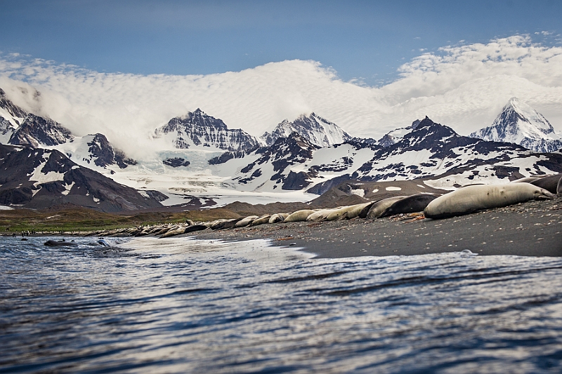 136_Best_of_Antarctica_Ponant.jpg