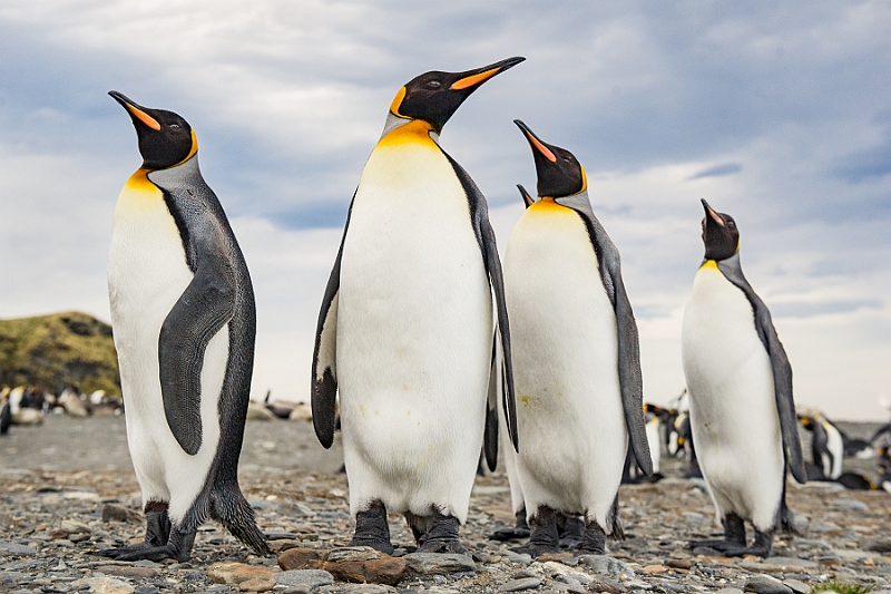 137_Best_of_Antarctica_Ponant.jpg