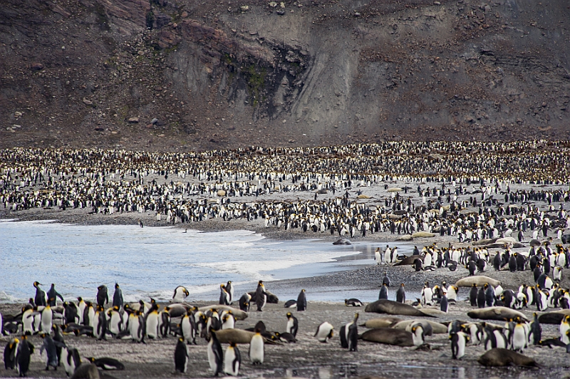 140_Best_of_Antarctica_Ponant.jpg