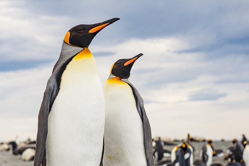 149_Best_of_Antarctica_Ponant.jpg