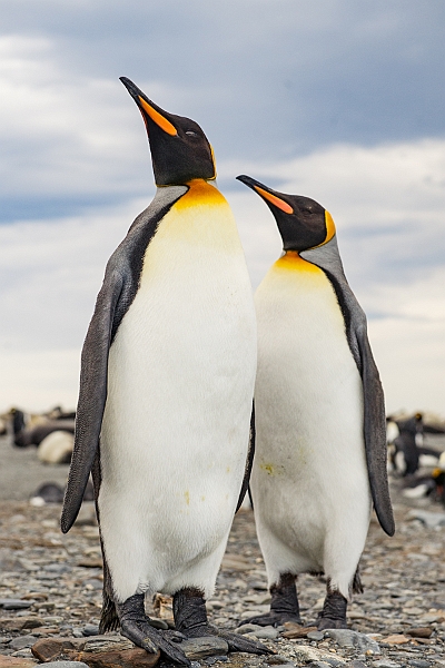 153_Best_of_Antarctica_Ponant.jpg