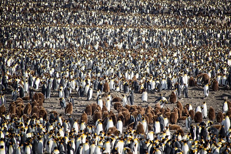 161_Best_of_Antarctica_Ponant.jpg