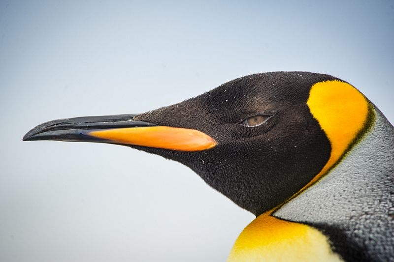 162_Best_of_Antarctica_Ponant.jpg