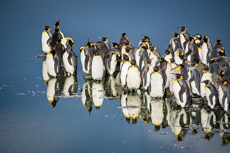 165_Best_of_Antarctica_Ponant.jpg