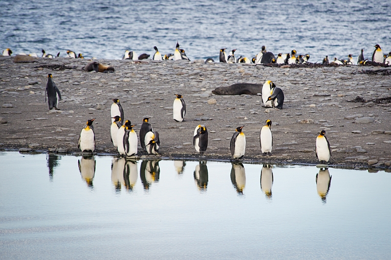 166_Best_of_Antarctica_Ponant.jpg