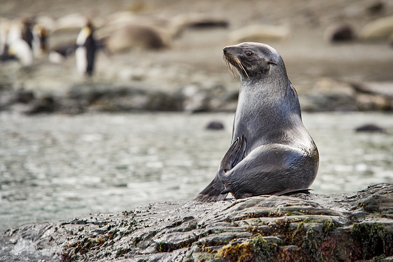167_Best_of_Antarctica_Ponant.jpg