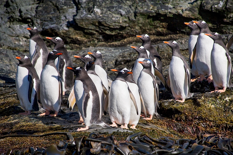 170_Best_of_Antarctica_Ponant.jpg