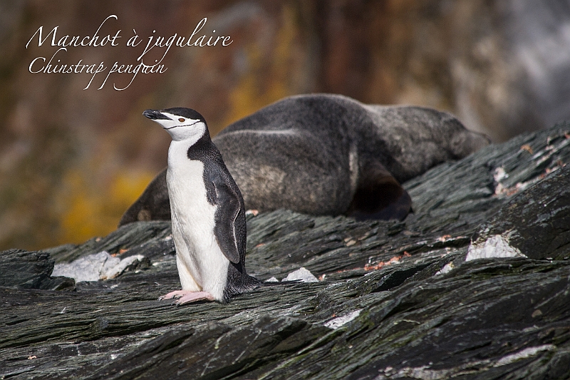 171_Best_of_Antarctica_Ponant.jpg