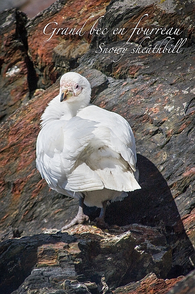 177_Best_of_Antarctica_Ponant.jpg