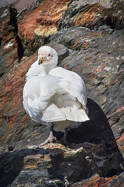 178_Best_of_Antarctica_Ponant.jpg