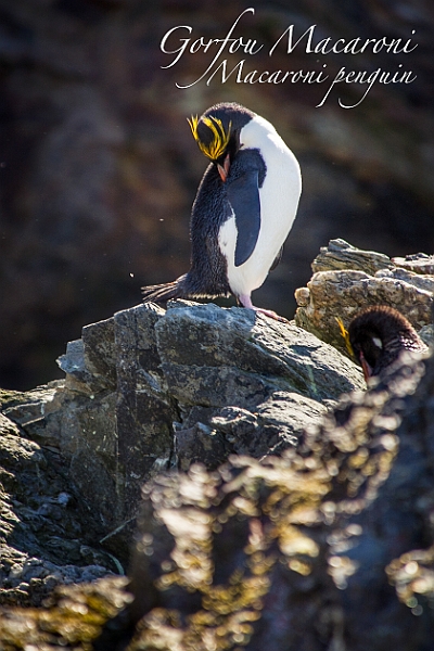 181_Best_of_Antarctica_Ponant.jpg