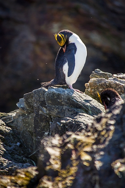 182_Best_of_Antarctica_Ponant.jpg
