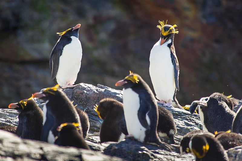 183_Best_of_Antarctica_Ponant.jpg