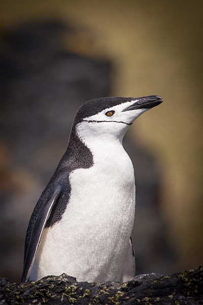 184_Best_of_Antarctica_Ponant.jpg