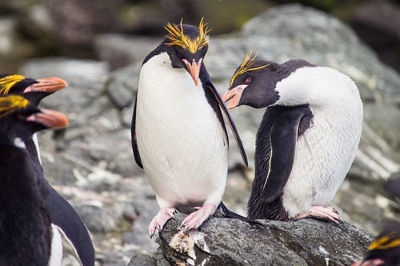185_Best_of_Antarctica_Ponant.jpg