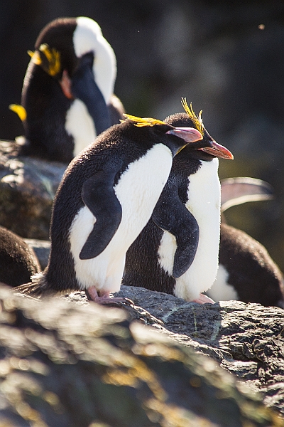 187_Best_of_Antarctica_Ponant.jpg