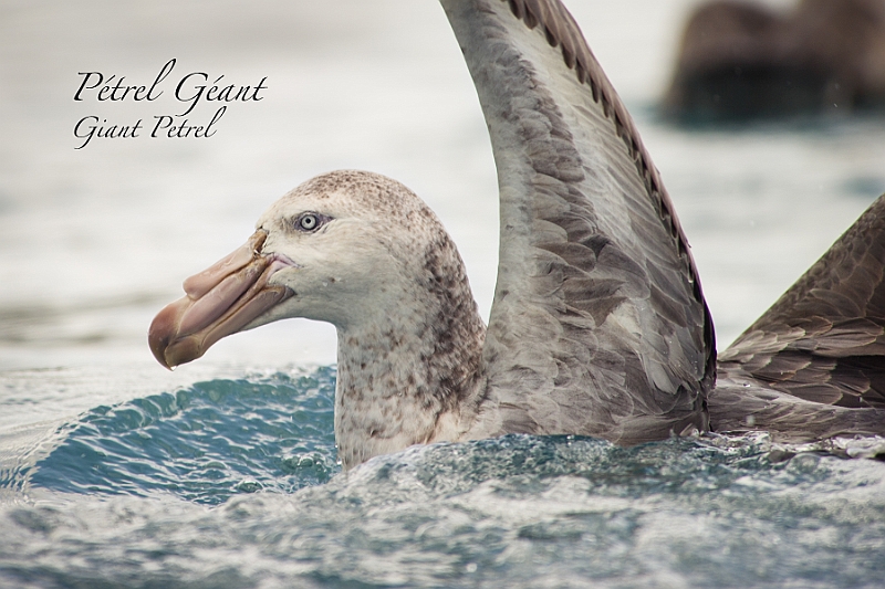 192_Best_of_Antarctica_Ponant.jpg