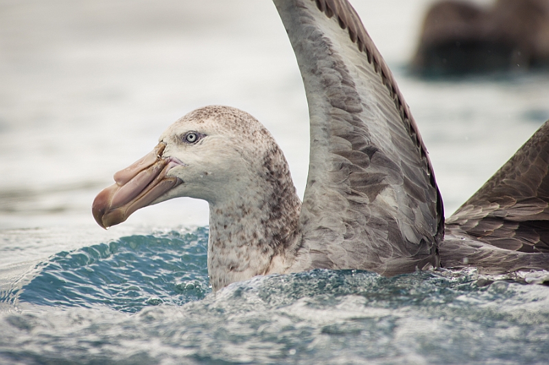 193_Best_of_Antarctica_Ponant.jpg