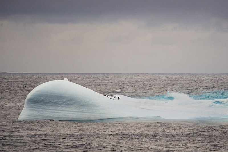 199_Best_of_Antarctica_Ponant.jpg