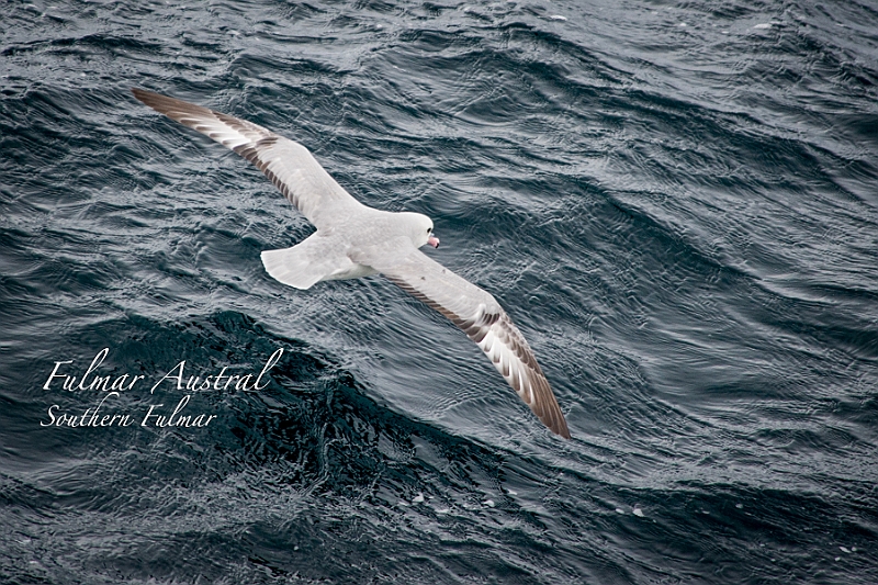 232_Best_of_Antarctica_Ponant.jpg