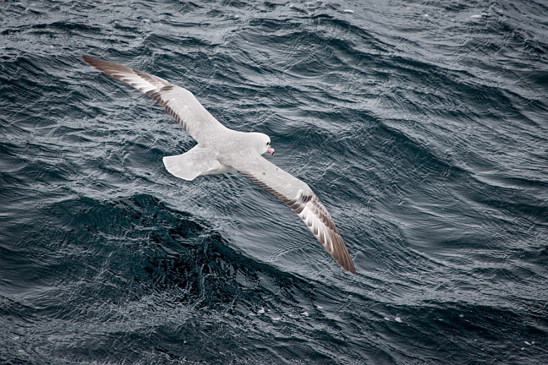 233_Best_of_Antarctica_Ponant.jpg