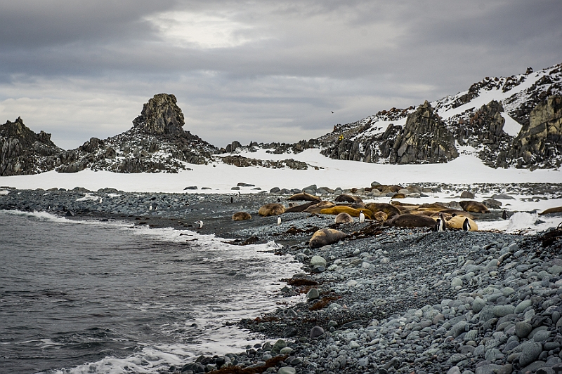 268_Best_of_Antarctica_Ponant.jpg
