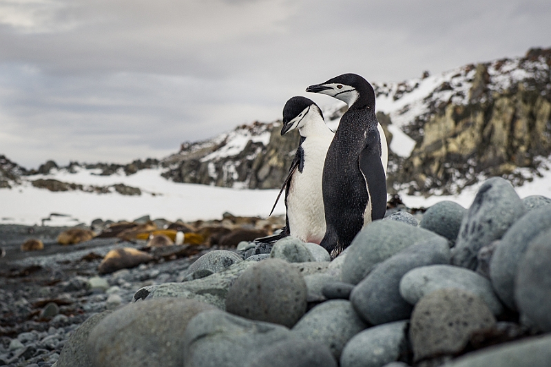 269_Best_of_Antarctica_Ponant.jpg