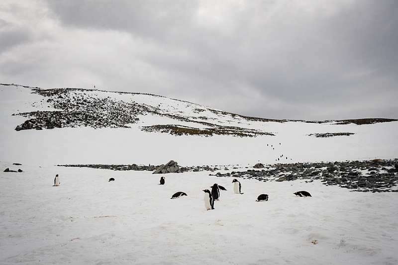 272_Best_of_Antarctica_Ponant.jpg