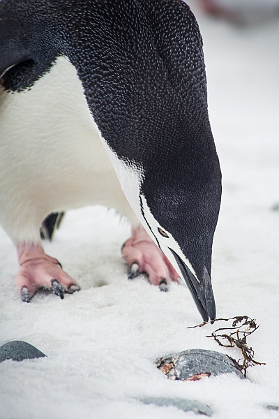 274_Best_of_Antarctica_Ponant.jpg