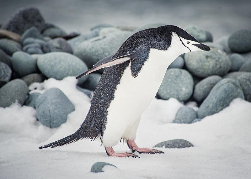 277_Best_of_Antarctica_Ponant.jpg