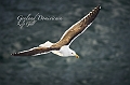 003_Best_of_Antarctica_Ponant