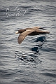 006_Best_of_Antarctica_Ponant