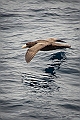 007_Best_of_Antarctica_Ponant